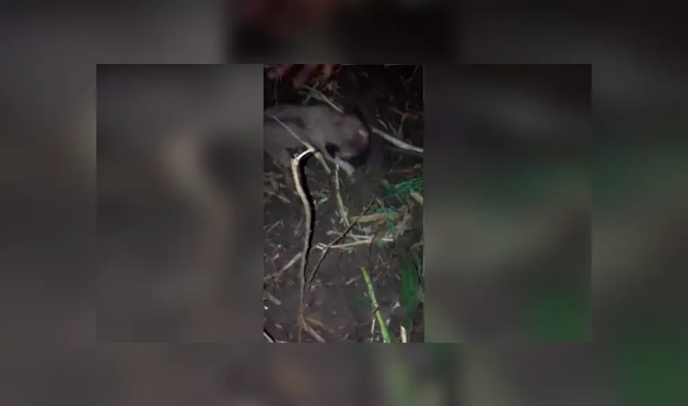 Desliza las imágenes hacia la izquierda para conocer el rescate de tres pequeños perros enterrados vivos.