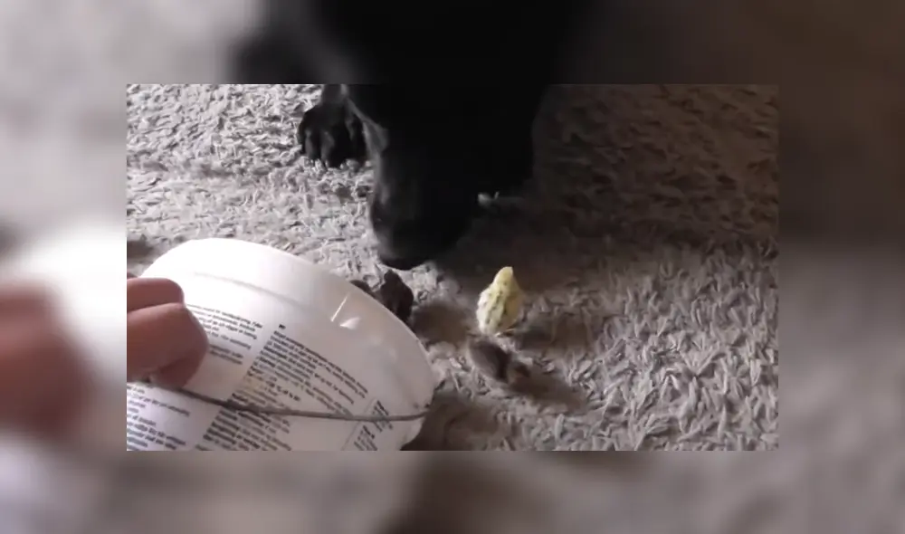 A través de YouTube se hizo viral un video que muestra el momento en que un perro ve por primera vez a un grupo de polluelos.