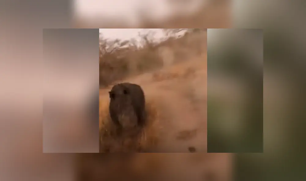 Video se viralizó en YouTube. Un gigantesco rinoceronte persiguió brutalmente a un grupo de personas que iba a bordo de una camioneta en venganza por haberlo molestado.
