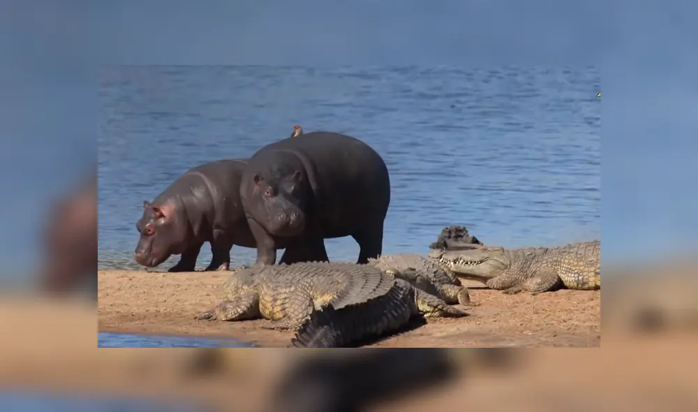 Mira la secuencia de las imágenes difundidas en Facebook y YouTube. Foto: Kruger National Park
