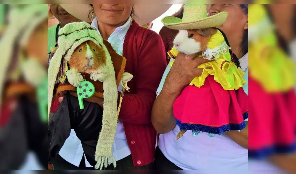 Singular 'matrimonio' entre cuyes se desarrolló en Cajabamba