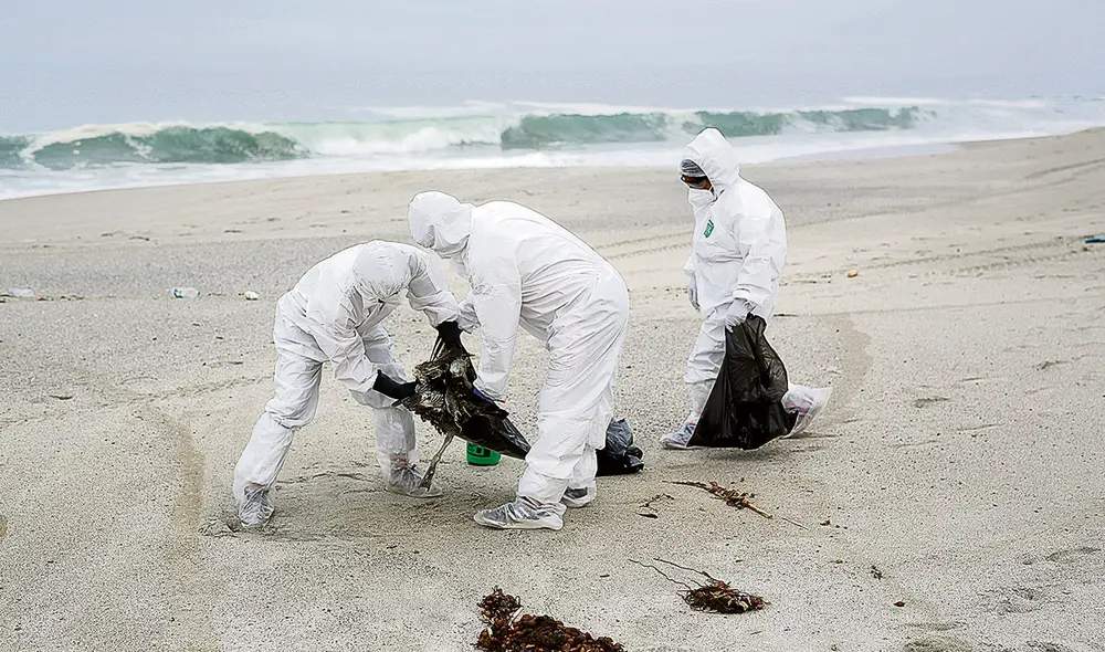 Sanidad. Senasa señala que no evalúa el cierre de las playas, sino el cuidado de estos espacios por parte de los municipios. Foto: difusión