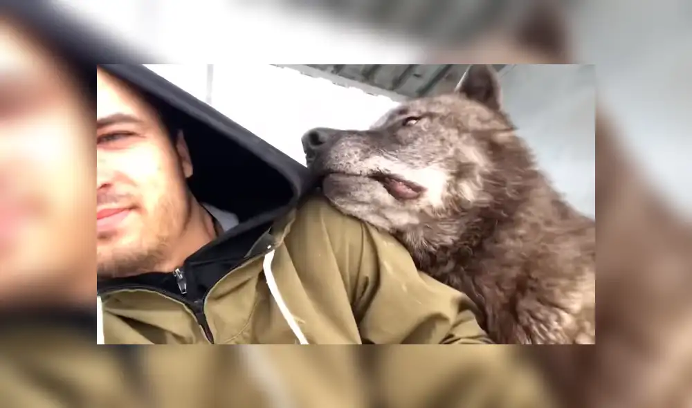 YouTube viral: chico busca tomarse selfie con enorme lobo negro y este reacciona así [VIDEO]