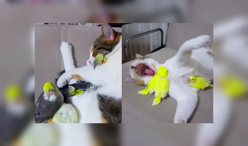 Desliza a la izquierda para conocer más sobre este nuevo video viral de Facebook. Foto: Captura.