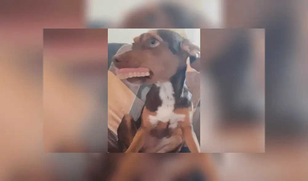 Brasil: Descubren a perrita con la dentadura postiza de abuelita [FOTOS]