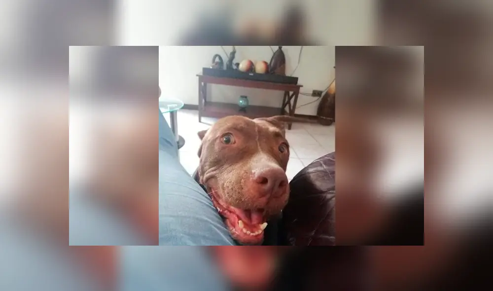 Desliza las imágenes hacia la izquierda para apreciar el terrible maltrato que vivió un perro callejero. Desliza las imágenes hacia la izquierda para apreciar el terrible maltrato que vivió un perro callejero.