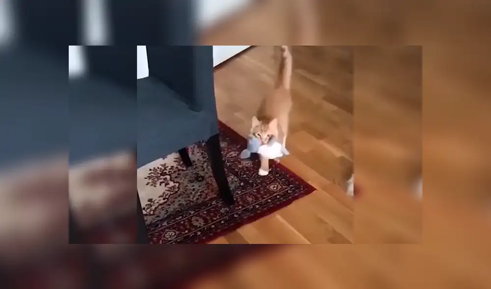 En Facebook, un tierno gato asombró con su habilidad al alcanzar varios objetos a su cuidador. En Facebook, un tierno gato asombró con su habilidad al alcanzar varios objetos a su cuidador.