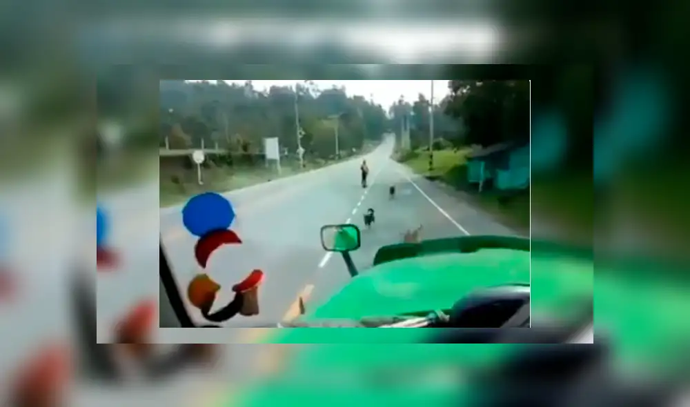 Chofer grabó la singular forma en que unos perros callejeros salen a su encuentro al saber que este les lleva comida Chofer grabó la singular forma en que unos perros callejeros salen a su encuentro al saber que este les lleva comida