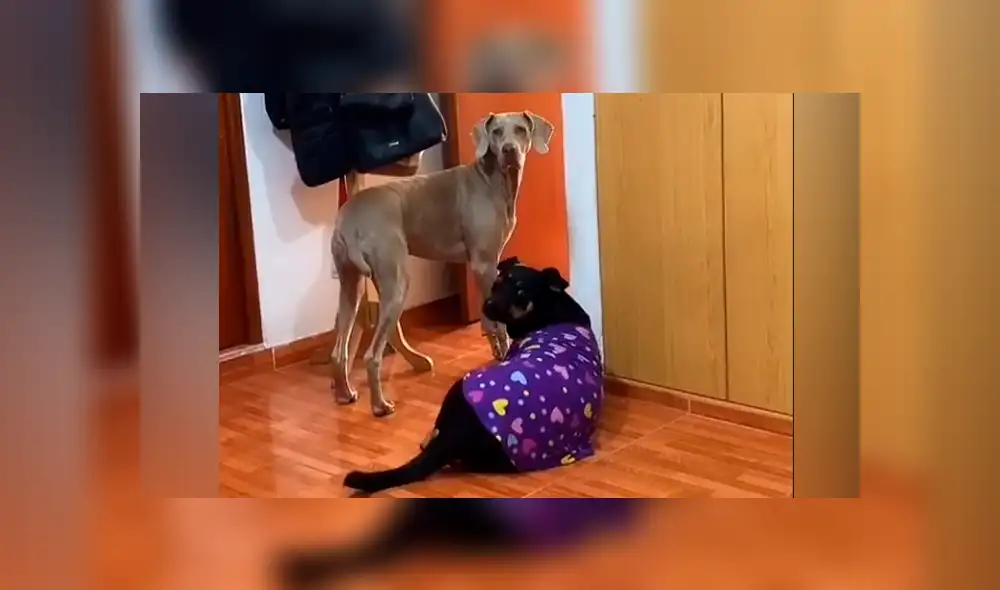 Desliza las imágenes para ver la curiosa conducta que tuvieron los canes al escuchar sus ‘palabras favoritas’. Fotocapturas: Magali Quintana/TikTok