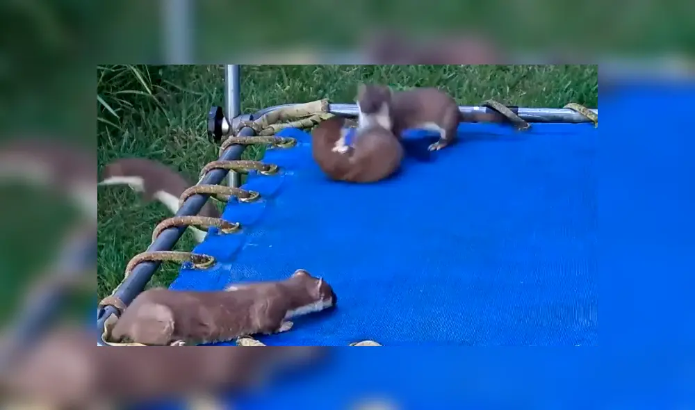 Desliza la imagen para ver a todos los animales que se apoderaron del lugar. Foto: Newsflare/YouTube