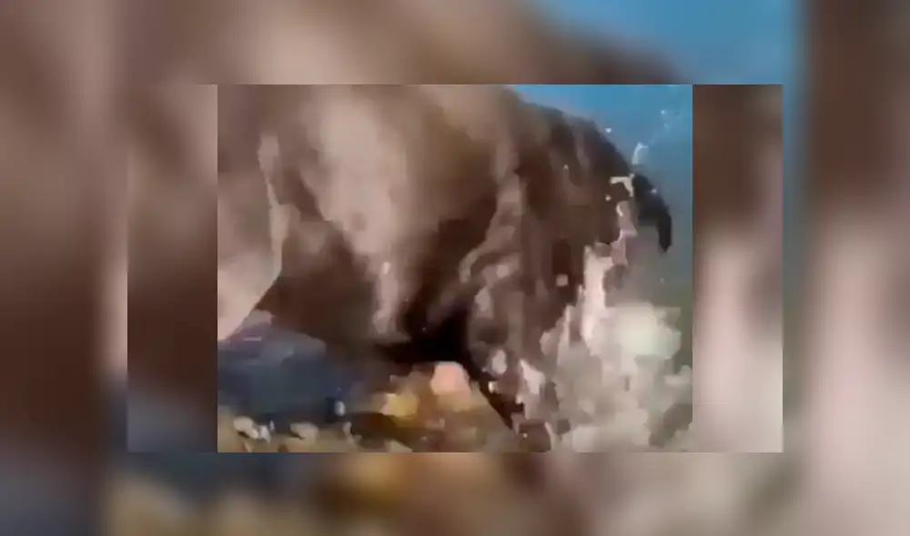 YouTube viral: este perro encontró a un pez descansando en el agua y lo que hizo deja sin palabras al mundo [VIDEO] 