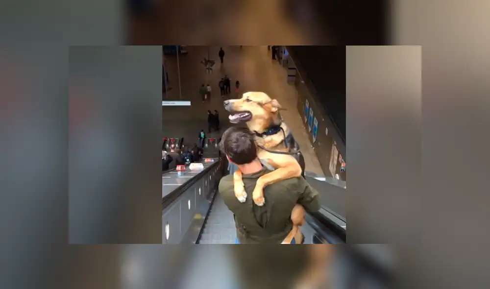 YouTube viral: perro engreído se niega a bajar escaleras eléctricas y su dueño lo carga para regresar juntos a casa YouTube viral: perro engreído se niega a bajar escaleras eléctricas y su dueño lo carga para regresar juntos a casa