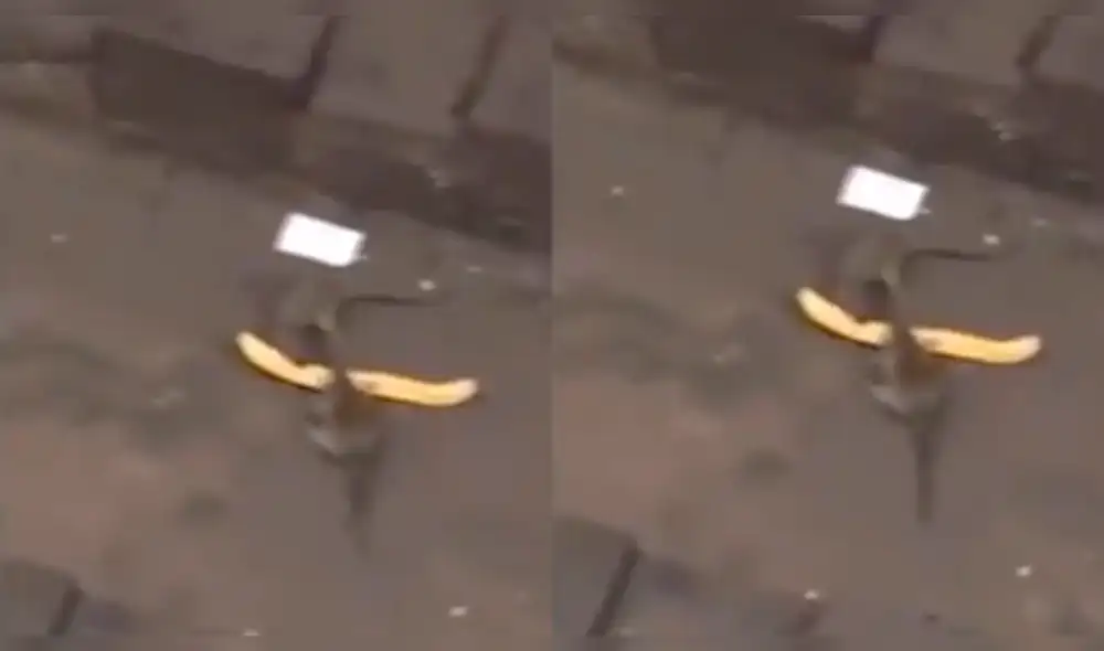 Facebook: ratas pelean por un churro y fanático de la WWE lo narra con pasión