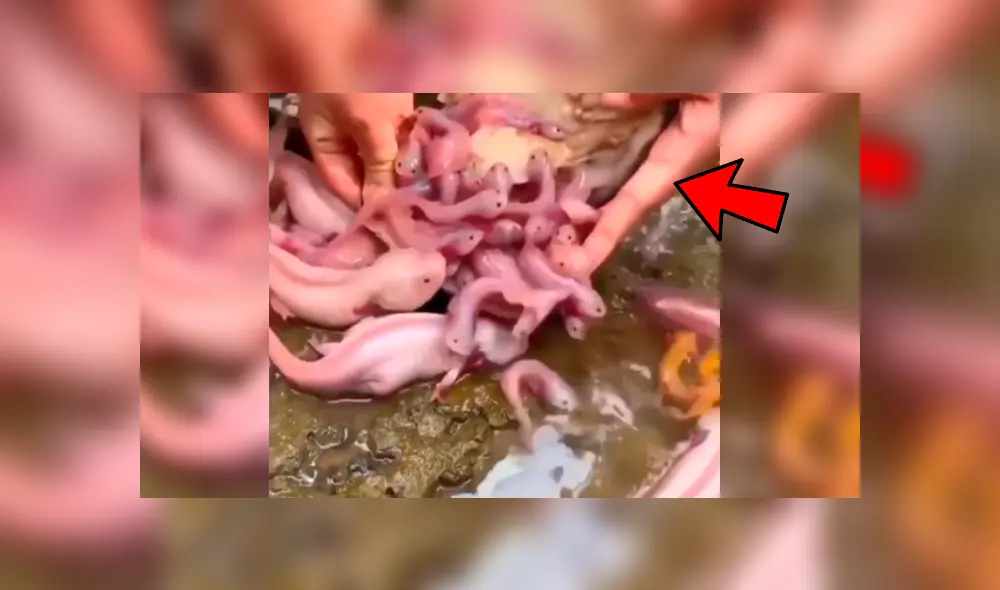 YouTube viral: navega misterioso lago y se topa con nido de criaturas acuáticas que cuidaban un ‘tesoro’ YouTube viral: navega misterioso lago y se topa con nido de criaturas acuáticas que cuidaban un ‘tesoro’