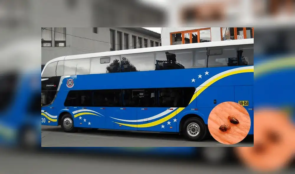 Denuncian a bus interprovincial por tener insectos en sus asientos 