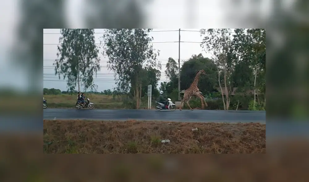 Hallan muerta a jirafa que escapó de camión que la llevaba al zoológico [VIDEO]