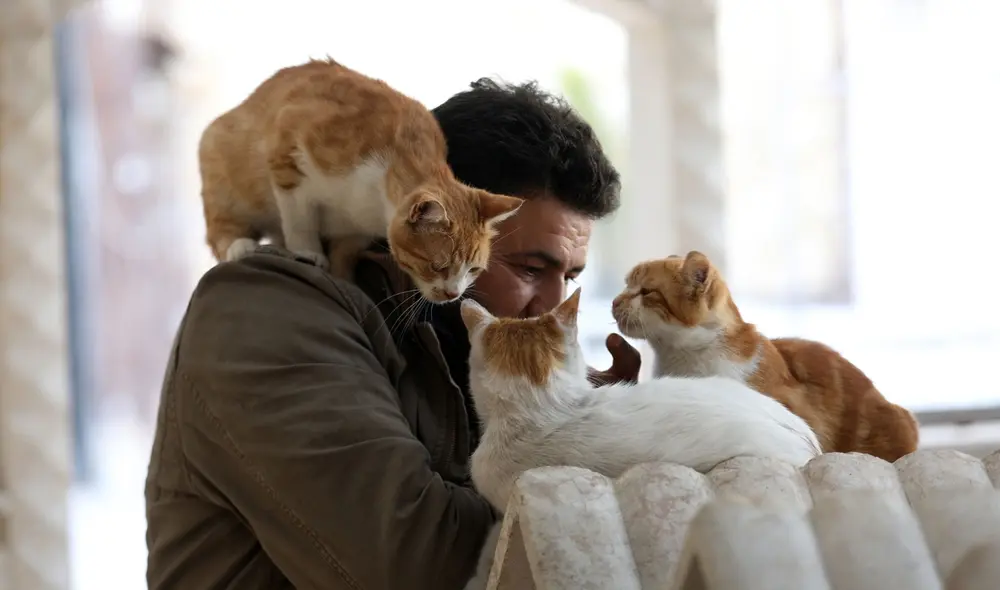 Los científicos aseguran que parpadearle lentamente a los gatos sirve para que ellos confíen en ti. Foto: AFP