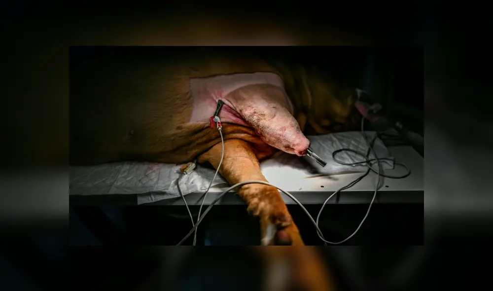 Ronda, la perrita que fue salvada por una fibra de carbono en Portugal. Foto: AFP. Ronda, la perrita que fue salvada por una fibra de carbono en Portugal. Foto: AFP.