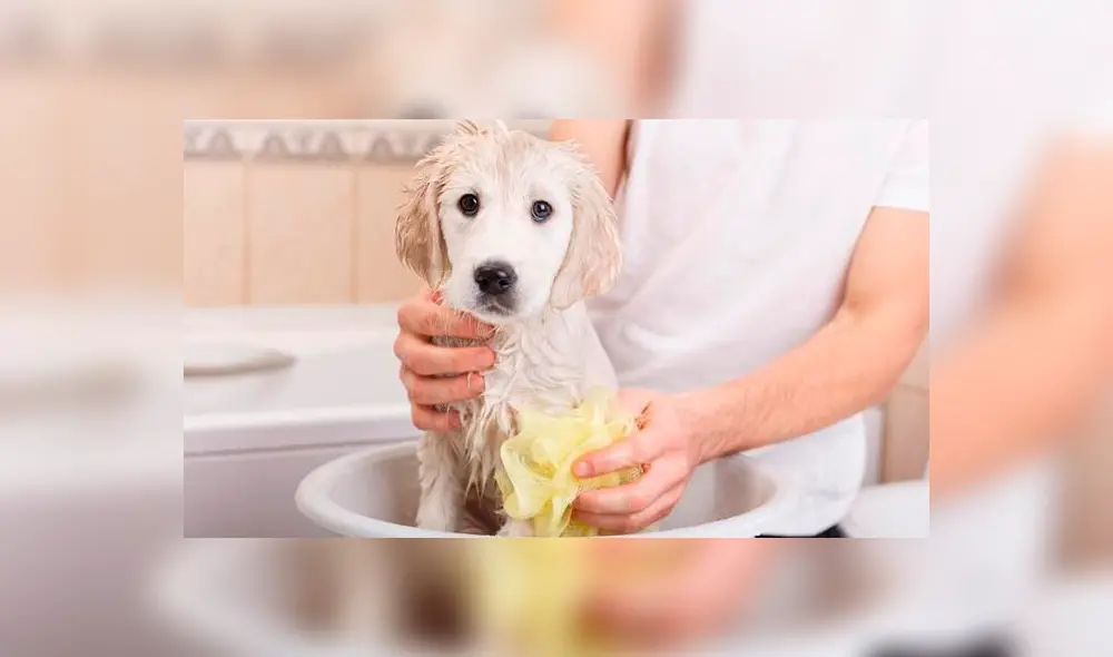 ¿Vas bañar a tu mascota? Sigue estos consejos ¿Vas bañar a tu mascota? Sigue estos consejos