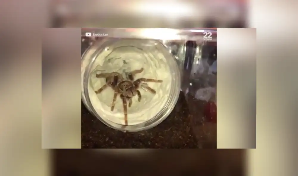 Desliza a la izquierda para conocer más sobre este terrorífico descubrimiento que ahora es viral en YouTube. Foto: Captura.