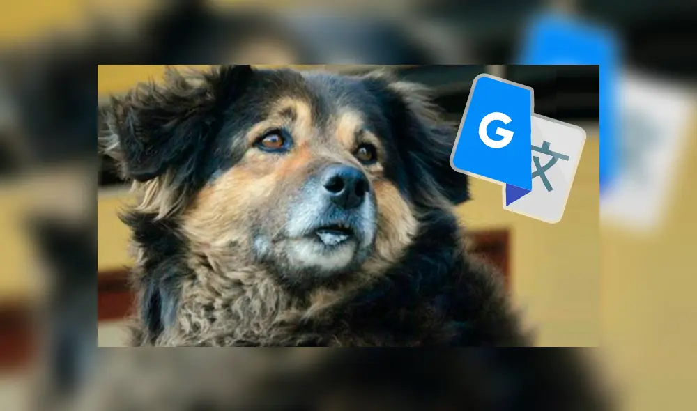 Google Translate: Incluso 'Perrovaca’ pasó por el traductor y el mensaje fue sorprendente [FOTOS]