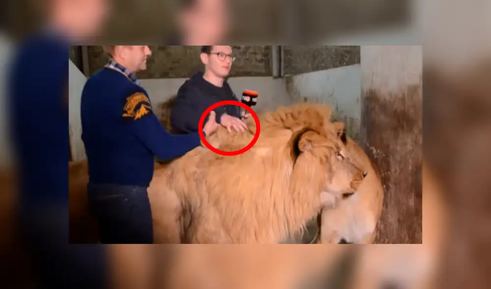 YouTube viral: leones aparecen mientras reportero entrevista a cuidador y sucede esto [VIDEO]