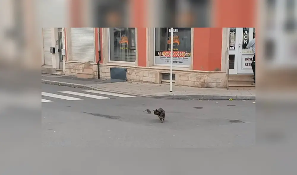 Fiera rata se enfrenta a un hambriento gato que quería devorarlo y esto fue lo que ocurrió [VIDEO]