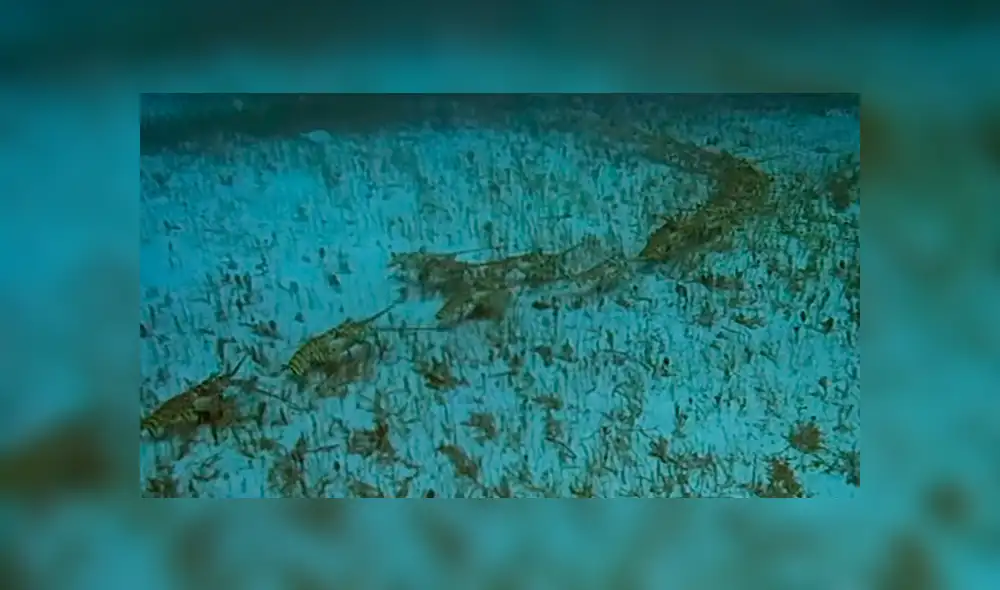 Unas langostas marinas recorren el suelo marino en fila como medida de protección. Foto: BBC Earth Unas langostas marinas recorren el suelo marino en fila como medida de protección. Foto: BBC Earth