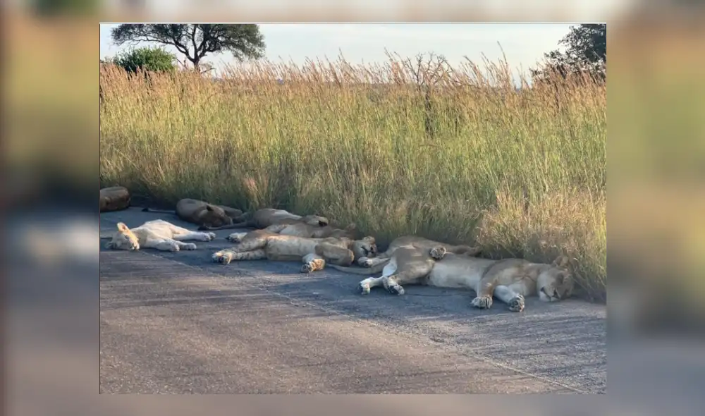 Desliza hacia la izquierda para ver más del viral