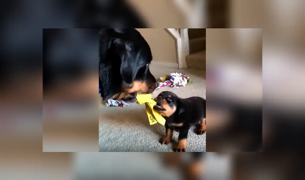 Desliza las imágenes para apreciar la divertida escena protagonizada por un cachorro y la otra mascota de su dueño. Desliza las imágenes para apreciar la divertida escena protagonizada por un cachorro y la otra mascota de su dueño.