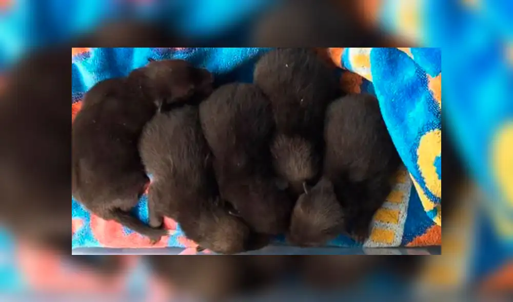 YouTube viral: pensó que había salvado a unos perritos desamparados, pero la verdad te asombrará