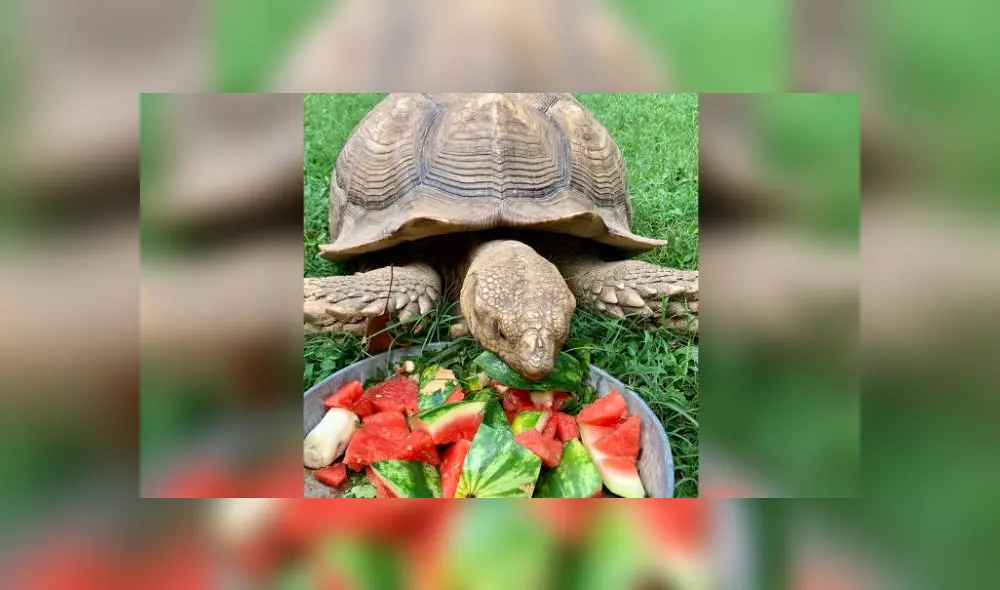 La tortuga estuvo 74 días fuera de casa y fue hallada a casi un kilómetro de allí. Foto: Facebook / Lynn Cole