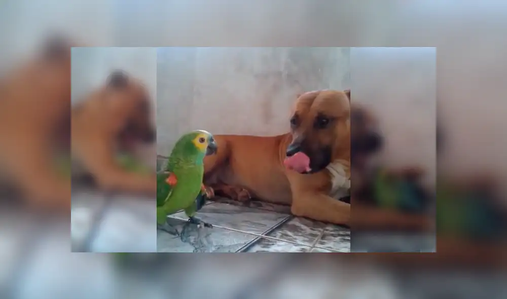 Desliza para ver los detalles del video viral publicado en Facebook. Foto: Captura.