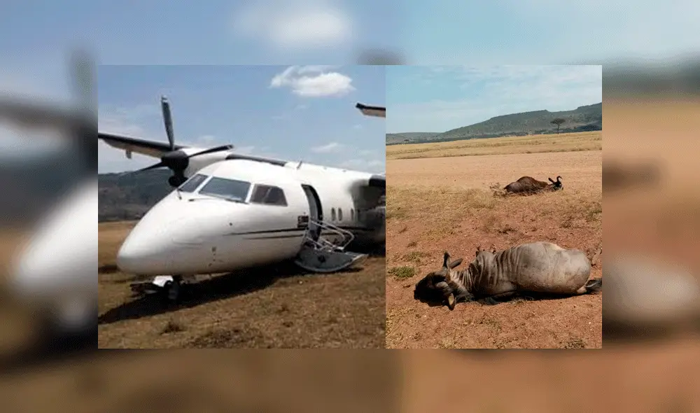 Avión golpea a dos ñus en Kenia. Foto: Twitter Avión golpea a dos ñus en Kenia. Foto: Twitter