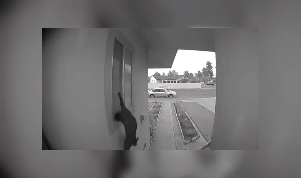 Desliza hacia la izquierda para ver la travesura que gato hizo y se volvió viral en YouTube.