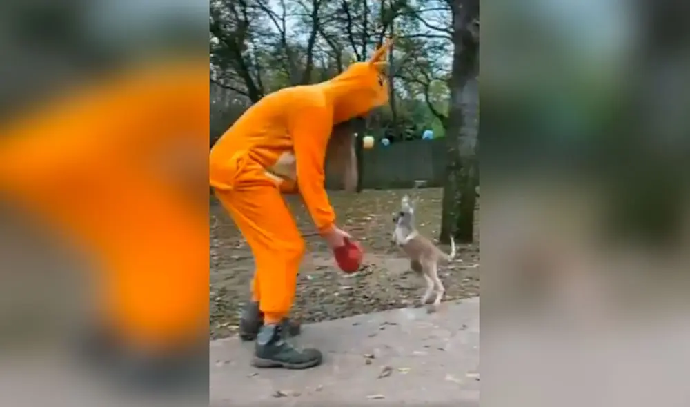 Desliza las imágenes para descubrir la ingeniosa idea de una joven para que un pequeño canguro logre saltar. Foto: captura de TikTok
