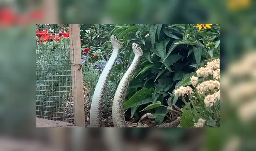 Desliza hacia la izquierda para ver las imágenes del viral de YouTube. Foto: Captura. Desliza hacia la izquierda para ver las imágenes del viral de YouTube. Foto: Captura.