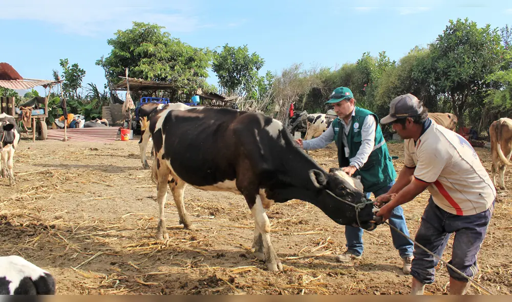 Vacunación será en las tres provincias de Lambayeque. Vacunación será en las tres provincias de Lambayeque.