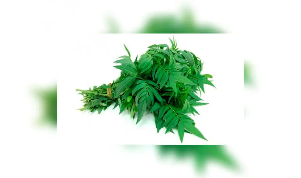 Beneficios del Huacatay