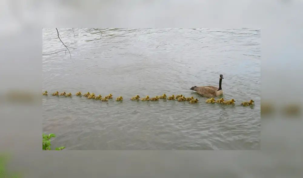 "La fila seguía, y seguía, y seguía", aseguró el fotógrafo. Foto: Mike Digout / Facebook.