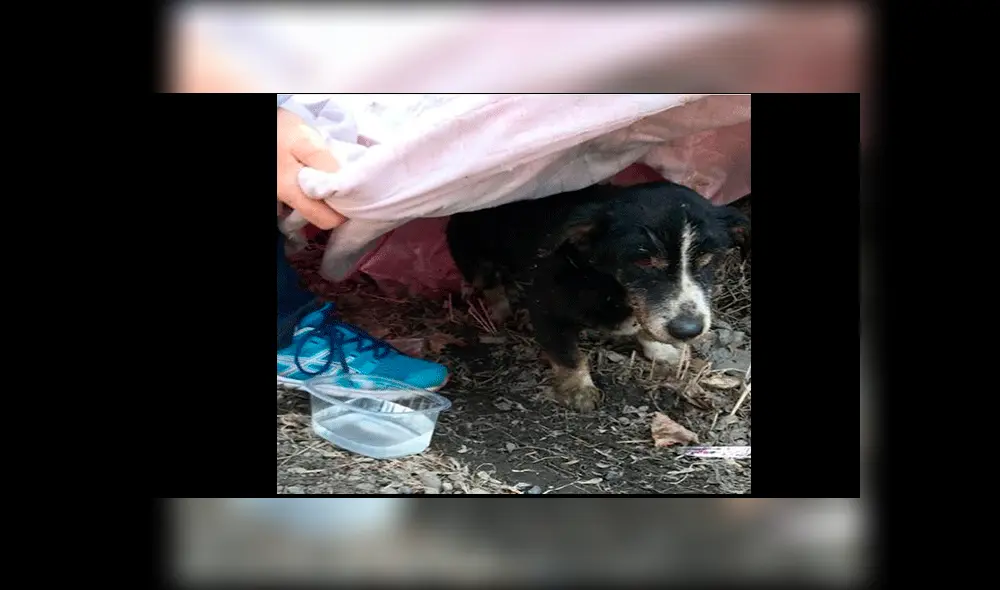 Instagram: entierran a perro creyendo que murió y "resucita" al poco tiempo [FOTOS]