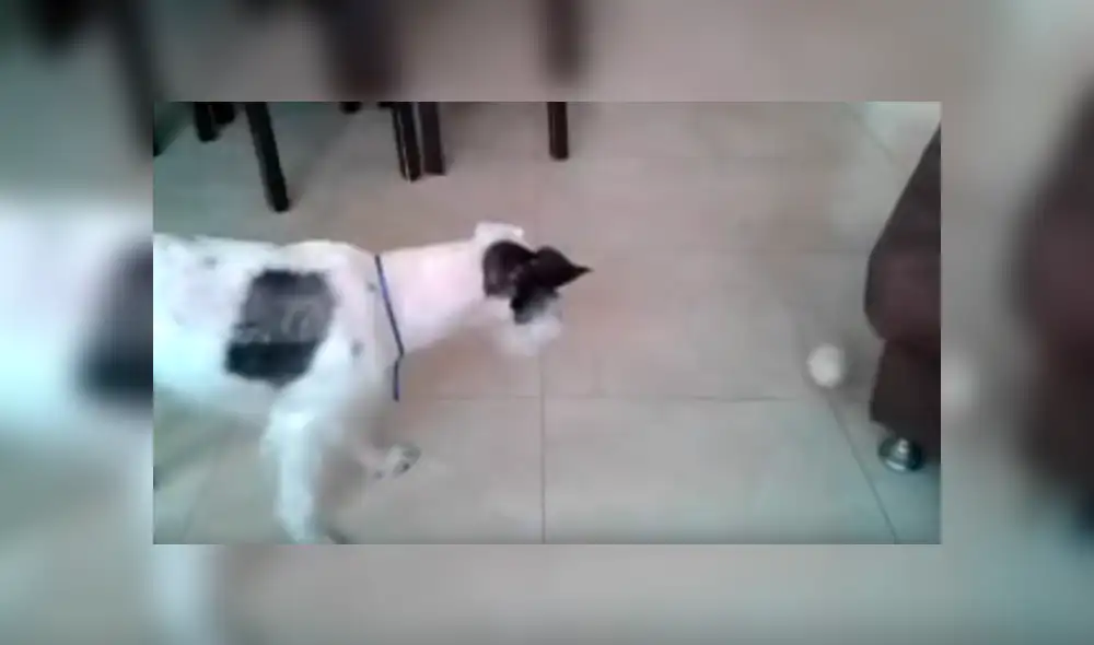 Video es viral en YouTube. Un tierno pollito se ganó el corazón de miles de personas, debido a que lo único que quería era estar calientito y tener compañía. Foto: Captura.