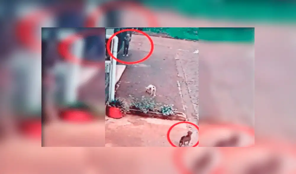 Cámaras captaron el terrible accionar del hombre.