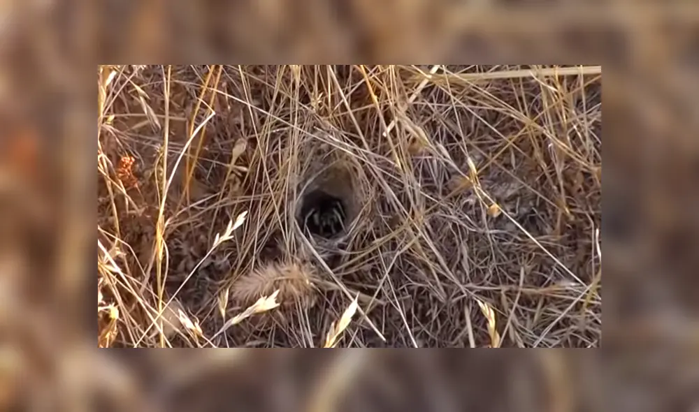 Desliza para ver los momentos más impactantes del video que se hizo viral en Facebook. Desliza para ver los momentos más impactantes del video que se hizo viral en Facebook.