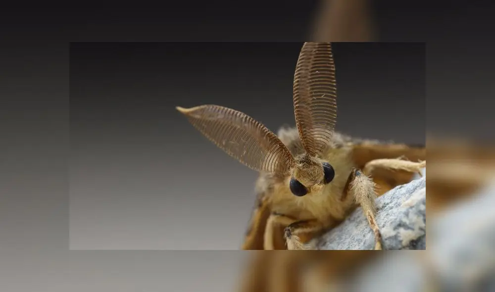Hay dos tipos de polillas que asustan a algunos expertos. Foto: difusión
