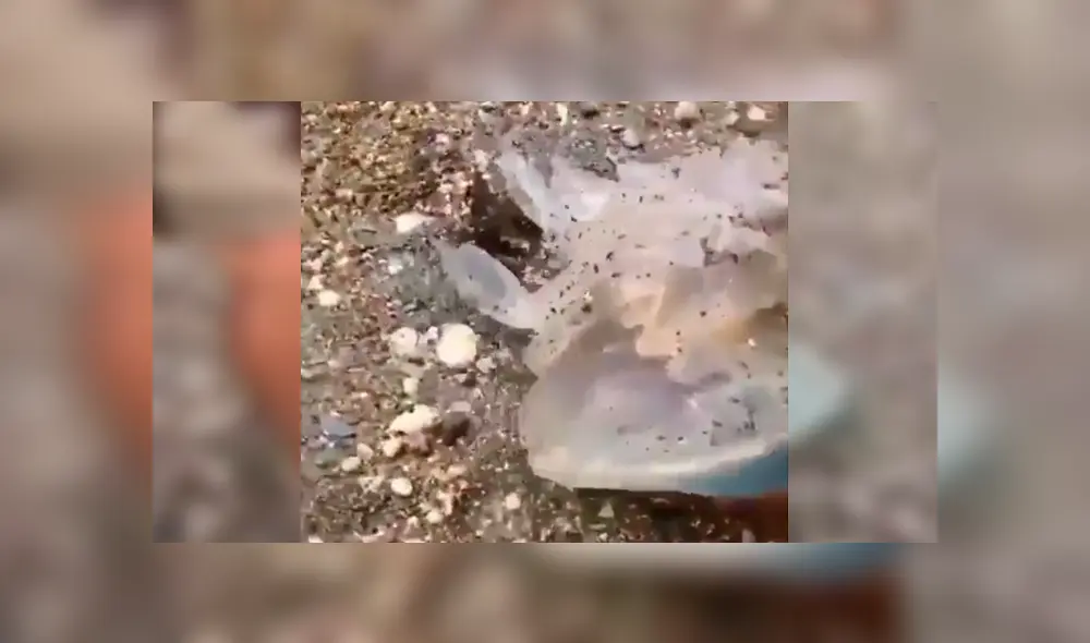 En Facebook se hizo viral el extraño aspecto de una criatura que atrapó un pescador.