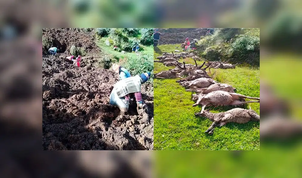 Lluvias provocaron deslizamiento de tierra y piedras, que terminó por sepultar a las ovejas.