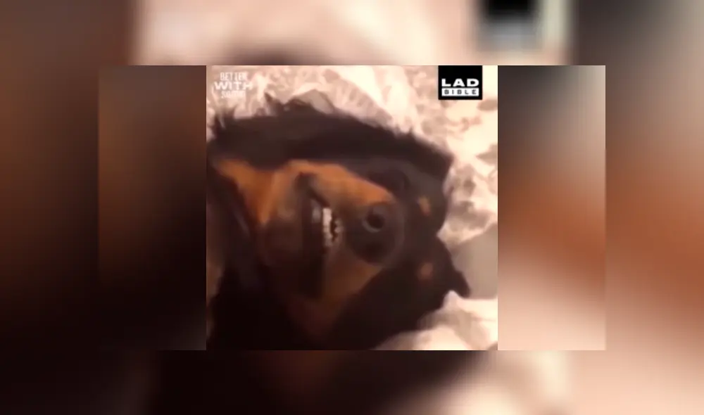 Facebook viral: hombre regaña a su perro por travesura y can finge su muerte 