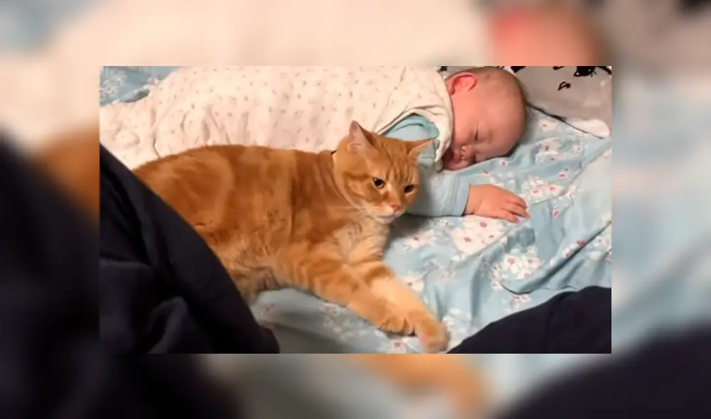 Video es viral en Facebook. Mujer entró al cuarto de su bebé junto a su esposo y ambos fueron testigos de una singular escena que no dudaron en grabar. Video es viral en Facebook. Mujer entró al cuarto de su bebé junto a su esposo y ambos fueron testigos de una singular escena que no dudaron en grabar.