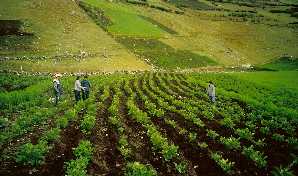 Agricultura. Agricultura.